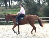 Hongre 6 ans / CSO club AM