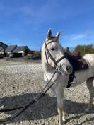 Petite jument ONC 7 ans