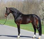 Hongre de 7 ans à vendre 