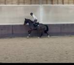 Hongre de 7 ans à vendre 