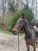 Hongre de 7 ans à vendre 