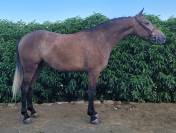 Caballo 4 años muy noble 