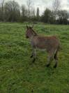 Âne hongre de 2 ans