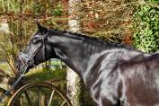 Caballo castrado Hannoveriano En venta 2021 Negro