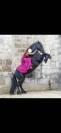 Frison 7 ans