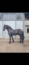 Frison 7 ans