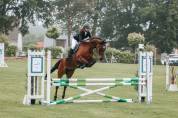 Super cheval de concours ou de loisir