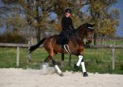 Jument dressage par Secret 