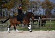 Jument dressage par Secret 