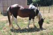 Hongre paint horse de 14 ans PP