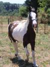 Paint horse 