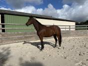 Magnifique pouliche de 3/4ans en 2026