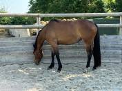 Magnifique pouliche de 3/4ans en 2026