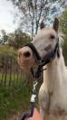 Poney pour loisir balade 