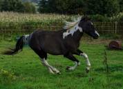 Étalon paint horse homozygote Tobiano 