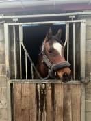 cheval de compagnie âgé de 14ans