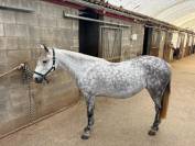 Unique - petite ponette ONC