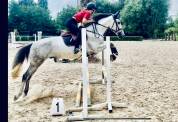 Lazarro - cheval onc espagnol de 4ans