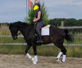cheval de sport belge dressage 11 ans 