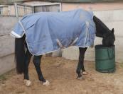 cheval de sport belge dressage 11 ans 