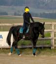 cheval de sport belge dressage 11 ans 