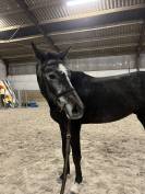 Winston van de piettaker 