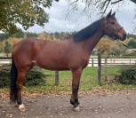 Cheval Expérience 140/145/3*