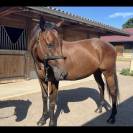 Demi pension cheval 9 ans