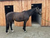 Cheval cso  sf 8 ans par Hanibal de hus