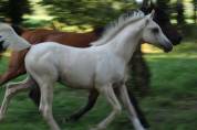 Magnifique mâle demi sang arabe palomino endurance