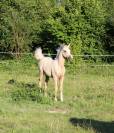 Magnifique mâle demi sang arabe palomino endurance