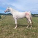 Magnifique mâle demi sang arabe palomino endurance