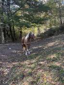 Poulain trait comtois PP