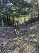 Poulain trait comtois PP