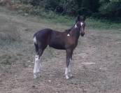 Pouliche paint horse 