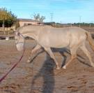 PRE Colt • 2 Years Old • Rare Cream Color • Strong Morp