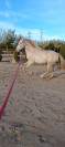 PRE Colt • 2 Years Old • Rare Cream Color • Strong Morp