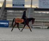 Aramis - Hongre r&eacute;form&eacute; des courses