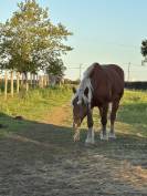 Yegua Tiro Comtois En venta 2019 Alazán por BIMBO DE LESCHAUD