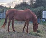 Poulinière Souche Manuela "du château"