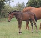 Poulinière Souche Manuela "du château"