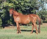 Poulinière Souche Manuela "du château"