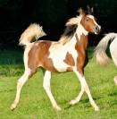 chevaux pur sang arabe et demi sang arabe