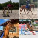 ILEHOU DES AGUES Poney D