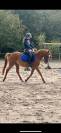 ILEHOU DES AGUES Poney D