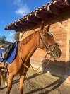 ILEHOU DES AGUES Poney D