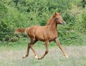 poulain pur sang arabe origine course