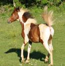 poulain pur sang arabe origine course