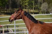 Mare PRE Pure Spanish Bred For sale 2022 Bay