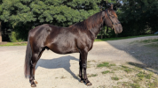 N' Joy, Superbe Quarter Horse Mâle de 2 Ans
